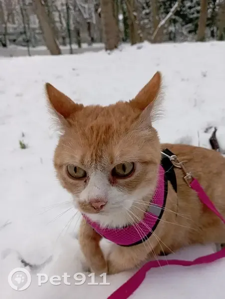 Mimine, chatte rousse perdue - photo