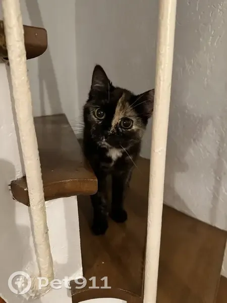 Chaton écaille trouvé rue Ramey - photo