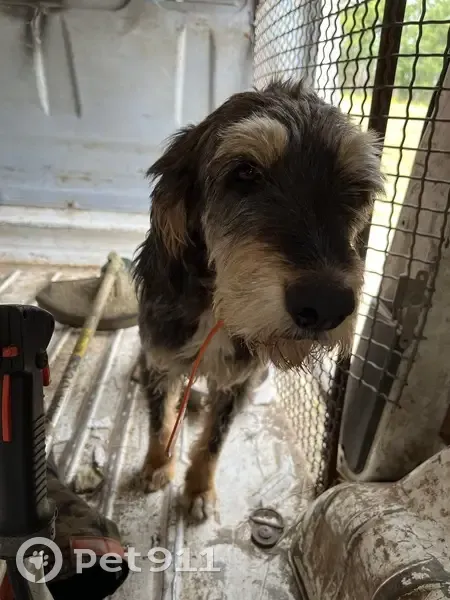 Chien Griffon Perdu à Parcoul - photo