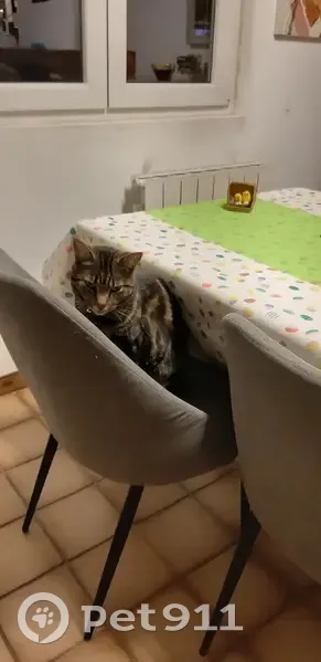 Chat tigré perdu à Fameck - photo