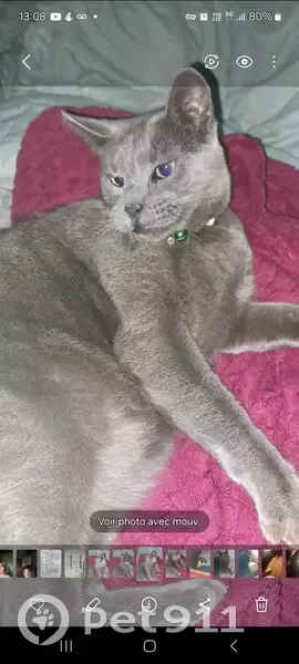 Chat gris chartreux perdu à Valence - photo