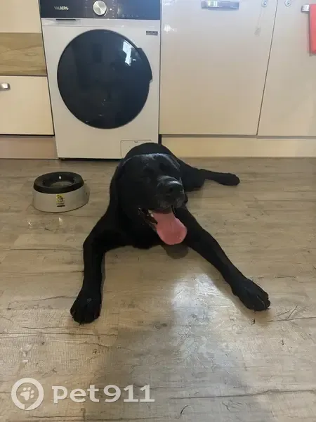 Labrador noir âgé trouvé à Vonnas - photo