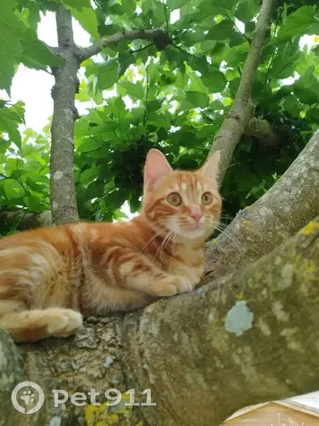 Chat roux perdu à Surgères - photo