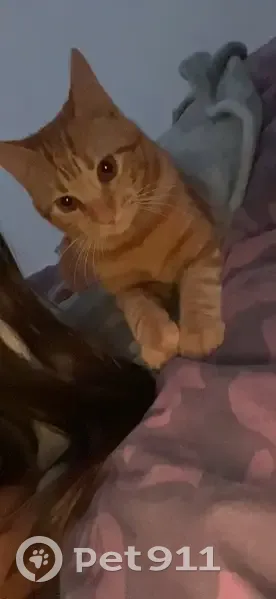 Chat Perdu à Beynes - Aidez-nous! - photo