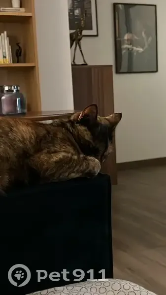 Chatte écaille perdue à Chambéry - photo