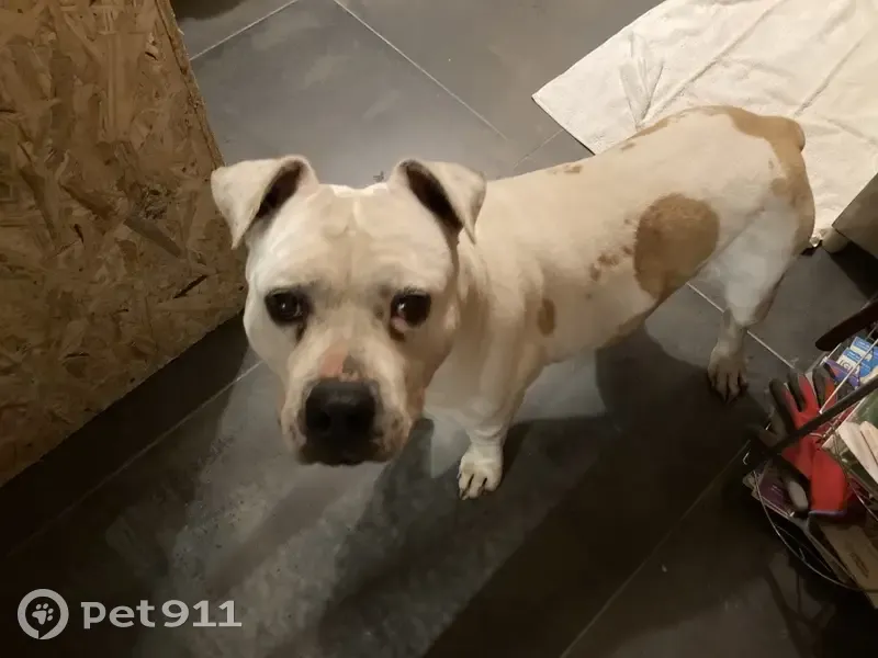 Chien perdu aux Costes - photo