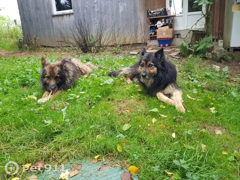 Chiens croisés trouvés à Aleu - photo