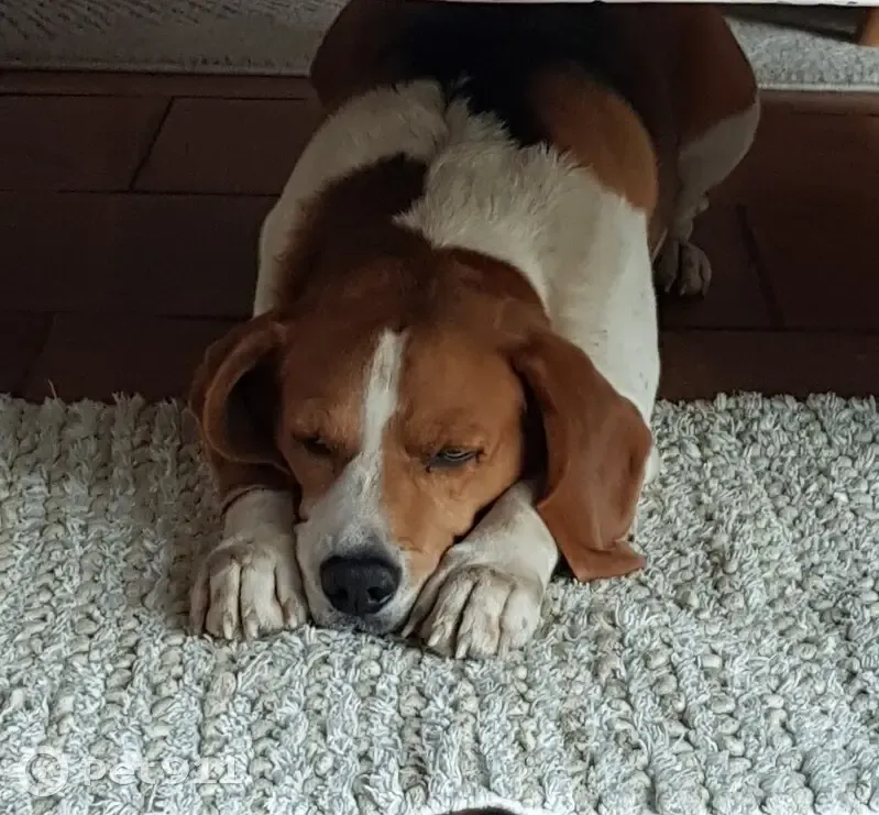 Avis: Beagle perdu à Maravat - photo
