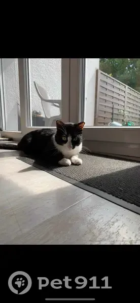 Chat Rio disparu à Braine - photo