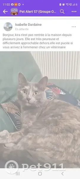 Chatte tricolore disparue à Vannecourt - photo