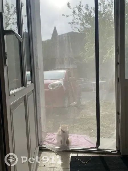 Chat perdu à Château-Gontier - photo