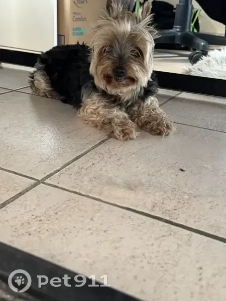 Chien yoksire trouvé à Bédoin - photo