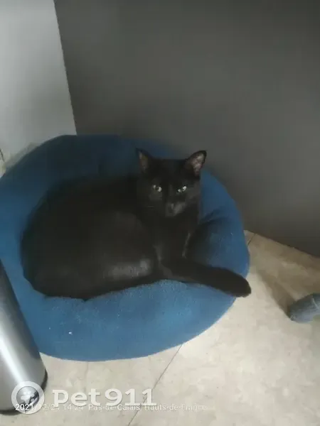 Chat noir perdu à Beaurains - photo