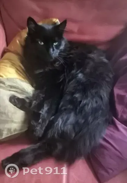 Chat noir long poil perdu Groslay - photo