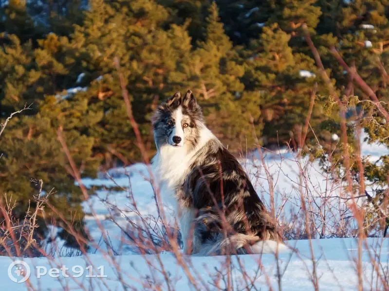 Chien Border Collie perdu à Gréolières - photo