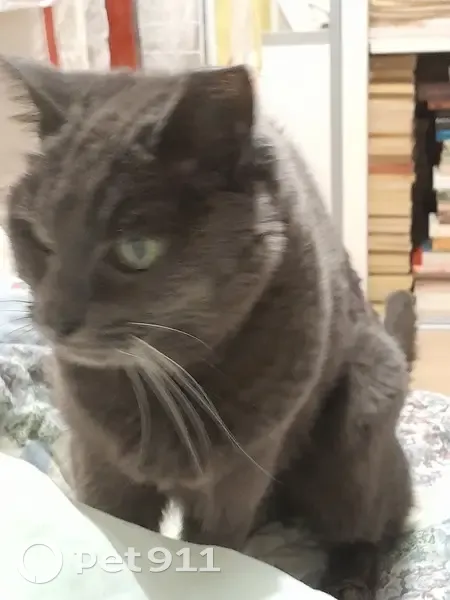 Chatte sourde grise perdue - Amiens - photo