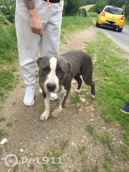 Staffie gris-blanc trouvé à Cellieu - photo