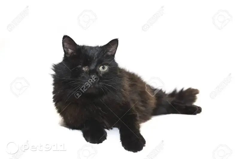 Chat borgne tatoué JBB832 perdu - photo