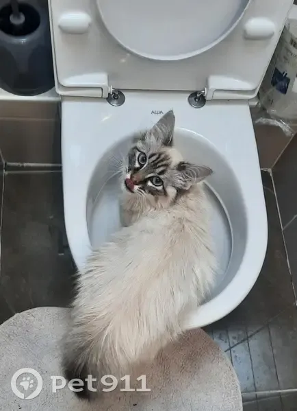 Chat blanc/tigré perdu à Noisy-le-Sec - photo