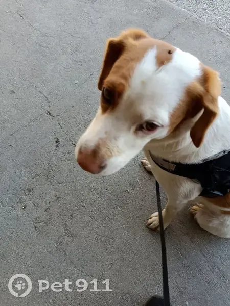 Chienne trouvée à Cardet le 30/06 - photo