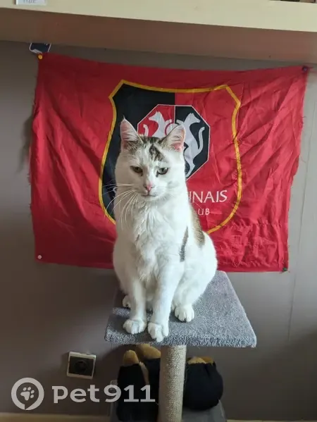 Chat blanc tigré perdu - Rocket - photo