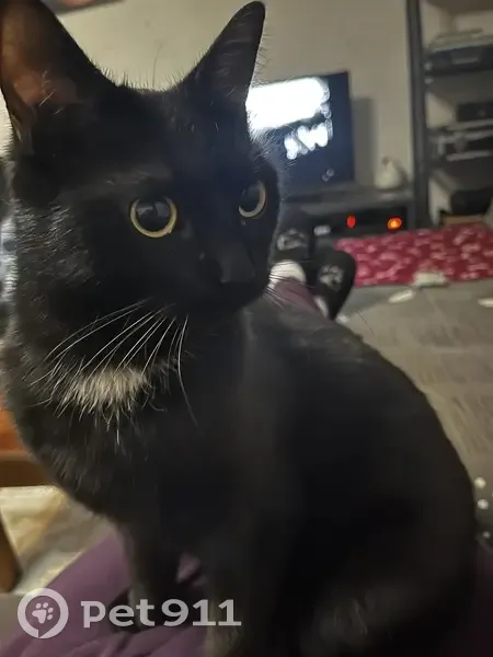 Chatte noire perdue à Vigneux - photo