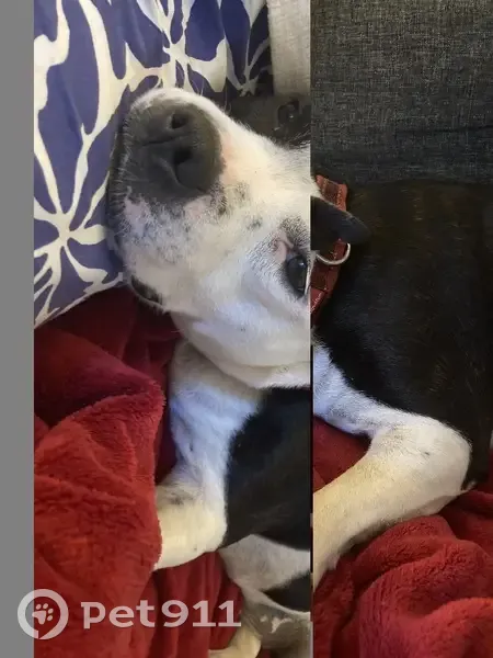 Trouvée: Staffie gentille, Valence - photo