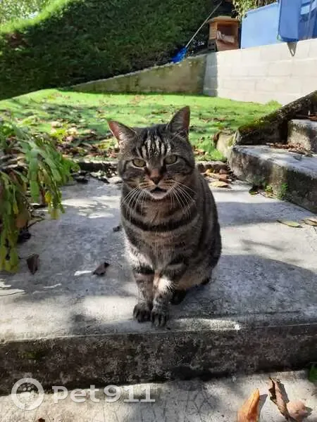 Chat tigré de 13 ans perdu à Dagneux - photo