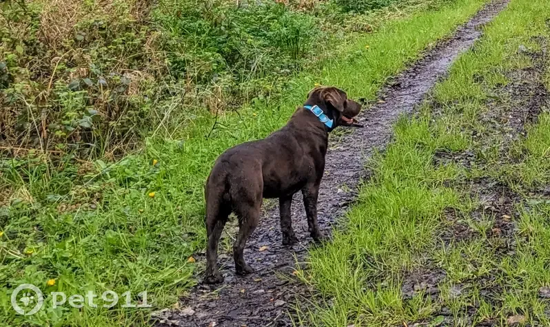Labrador chocolat perdu près Mesnil-Roc'h - photo