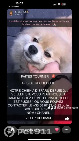 Recherche Chien Chanel Perdu - photo