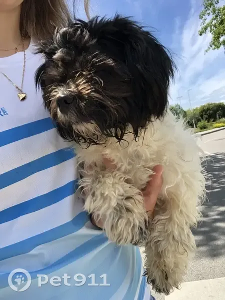 Shi-Tzu perdu à l'Ultra Marin - photo