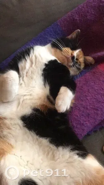 Chatte Isabelle perdue à Bordeaux - photo