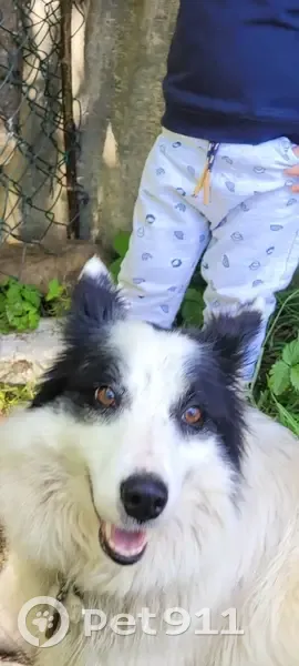 Chien Nay perdu à Beyrie-en-Béarn - photo