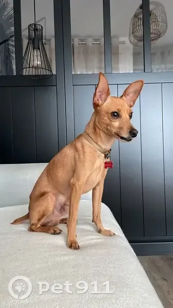 Pinscher Bobby perdu à Alfortville - photo