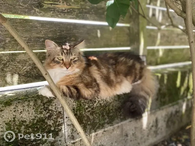 Chat sibérien perdu à Yvrac - photo