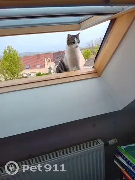 Chatte Tia tigrée perdue au Mans - photo