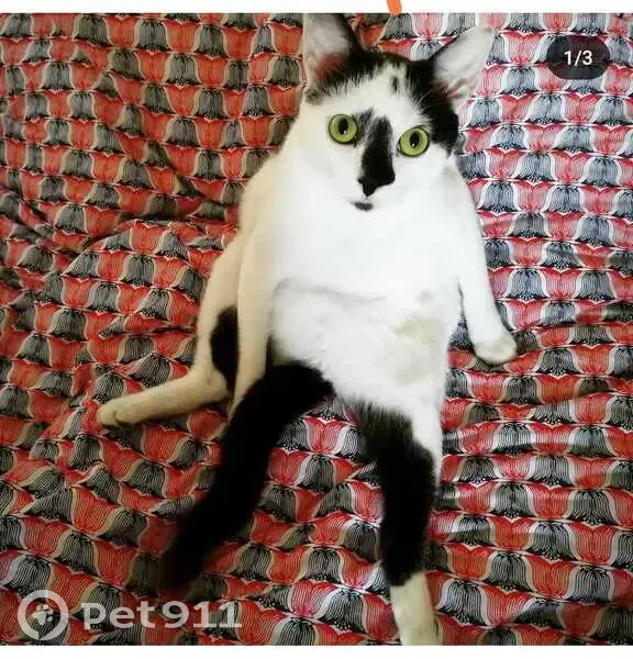 Chat noir et blanc perdu à Clisson - photo