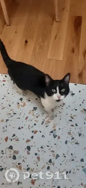 Chat perdu retrouvé à Charonne - photo