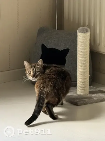 Chatte tricolore disparue à Paris - photo