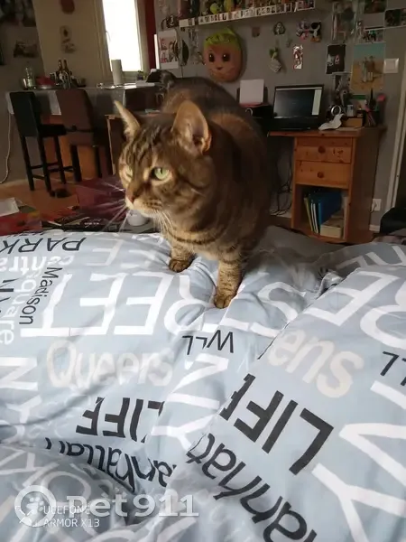 Chatte Torbie tatouée disparue - photo