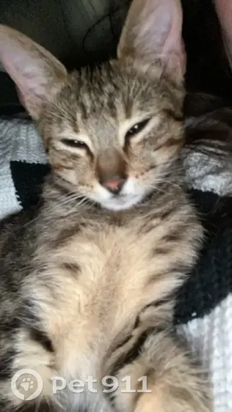 Chaton sourd disparu à Brusvily - photo