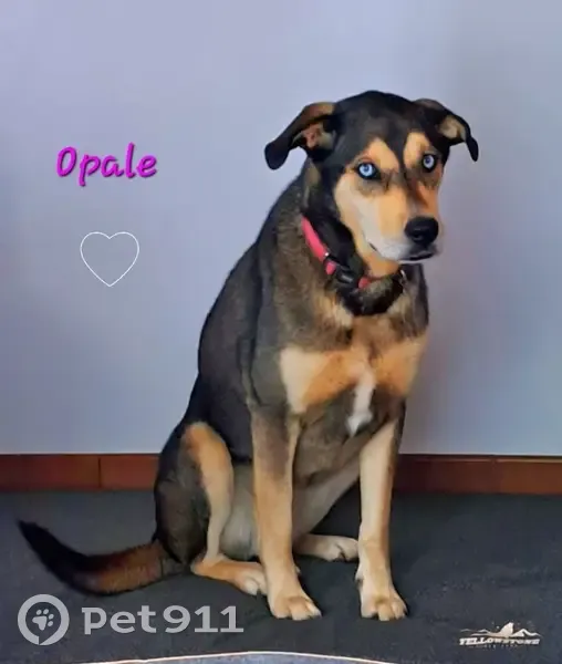 Chienne croisée disparue à Redon - photo