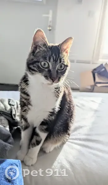 Chat tigré égaré à Verberie - photo