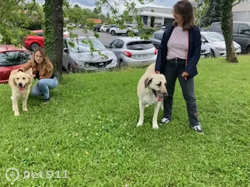 Chien perdu à Beaumont - photo