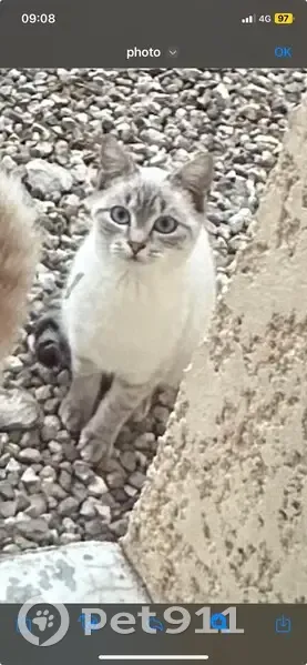 Chat blanc, pattes grises trouvé - photo