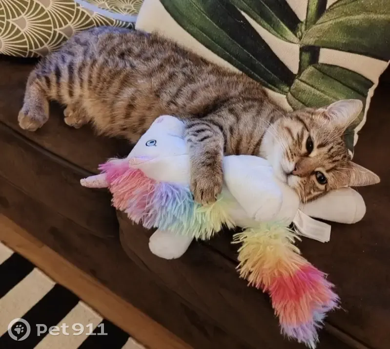 Chatte tigrée disparue à Nointel - photo