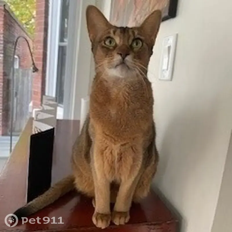 Chatte abyssine perdue à Talence - photo