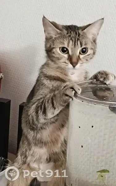 Chatte tigrée perdue à Beaumont - photo