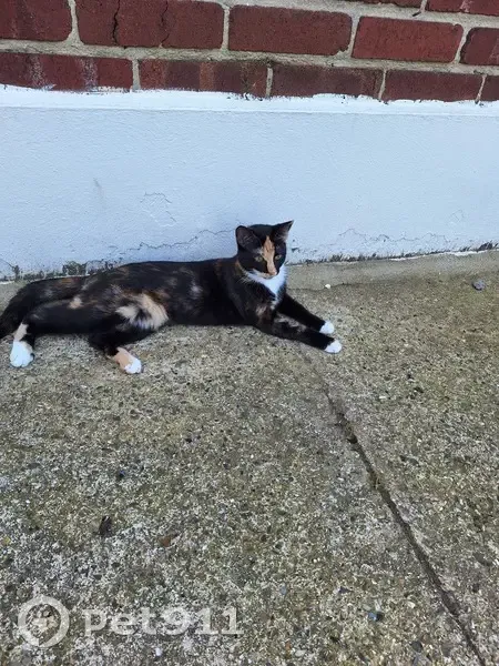 Chatte tricolore disparue à Auchel - photo