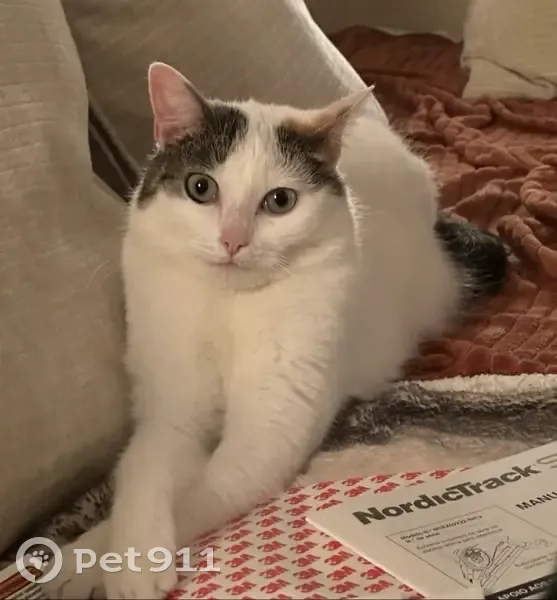 Chatte Romy disparue à Vouvray - photo